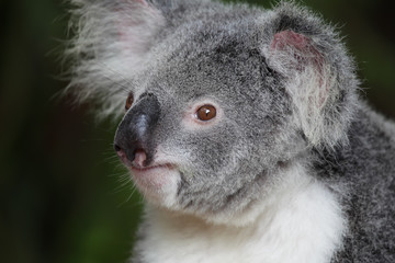 Koala (Phascolarctos cinereus)