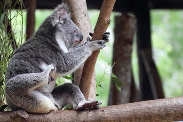 Crédence de cuisine en verre imprimé Koala Koala (Phascolarctos cinereus)