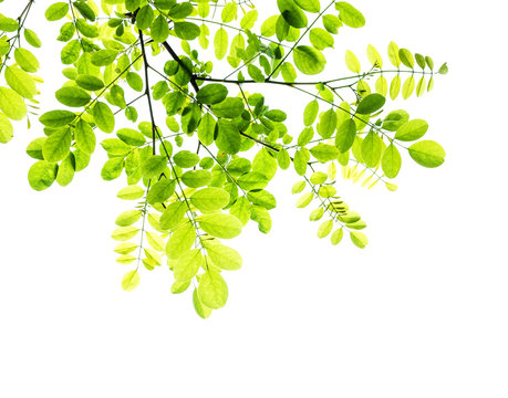 green leaves isolated