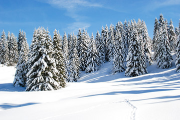 Snow covered fur trees on the slope of a mountain