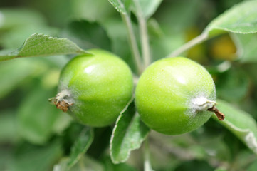 Green Apple On The Tree In The Garden