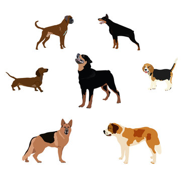 Dogs breed set with bull terrier boxer poodle isolated vector