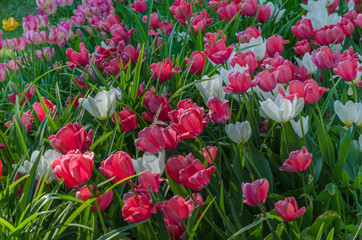 Thickets of white and pink tulips in the garden
