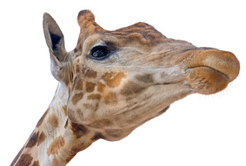 Naklejka premium Giraffe head face