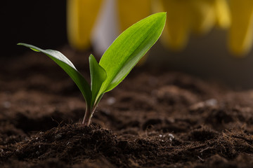 Sprout in ground
