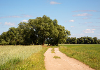 Beautiful, natural spring landscape