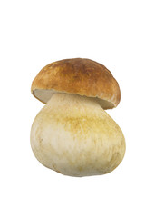 Set of images with mushrooms on white background