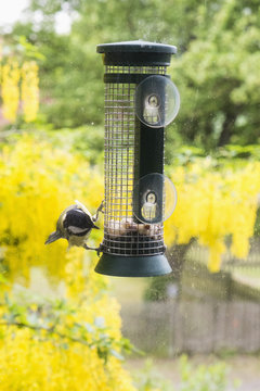 Great tit feeding on bird feeder outdoors