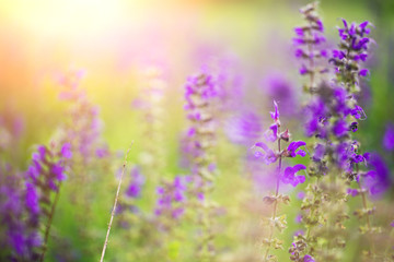 purple wildflowers - 112967952