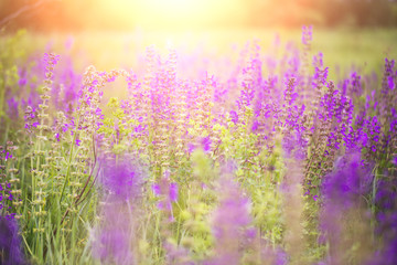 purple wildflowers - 112967963