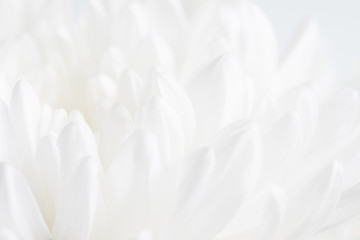 White flower closeup