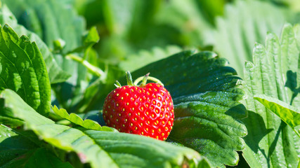Ripe strawberries on a leaf to the garden.