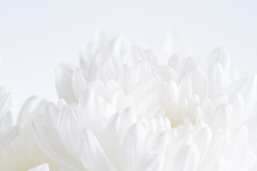 White flower closeup - obrazy, fototapety, plakaty