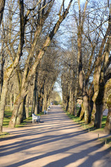 Alley in park.