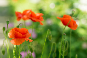 Obraz premium Kwiat maku