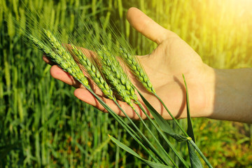 Farmers hand holding wheat  ears in early summer