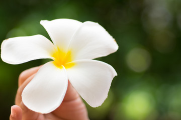 "kid hold white frangipani / PLUMERIA  flower in hand
