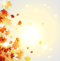 Naklejka na ściany i meble Autumn beautiful leaves