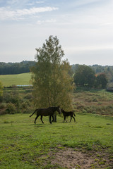 Brown horse and foal on pasture in the natural environment