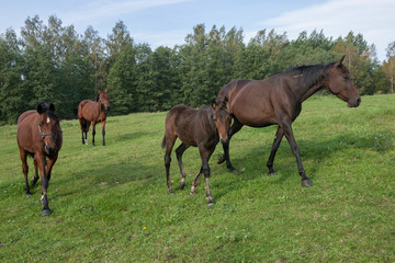Naklejka na ściany i meble Brown horses on pasture in the natural environment