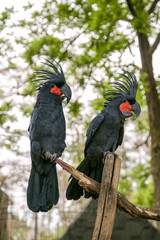 Какаду сидят на дереве. Пальмовый какаду.