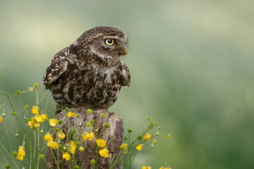 Little owl in nature
