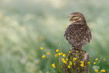 Little owl in nature