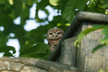 Little owl in nature