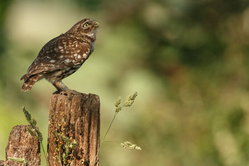 Little owl in nature in late sunlight