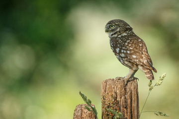 Little owl in nature in late sunlight