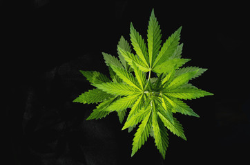 Wild hemp plant on the black background.