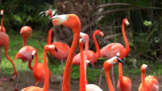 Caribbean flamingo (Phoenicopterus Ruber).