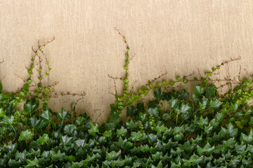 Dense foliage ivy on the beige wall