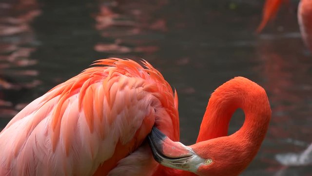 Caribbean flamingo (Phoenicopterus Ruber).
