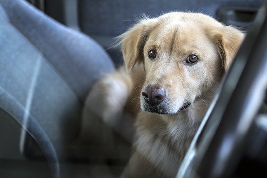 The Dog Wait Owner In Car