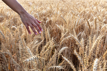 Hand in a golden wheat field