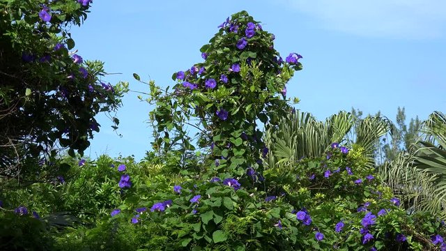 Dense thickets of Morning glory blue flowers (Convolvulaceae). Bermuda