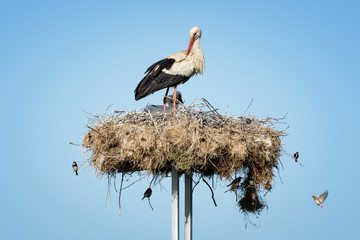 Stork  with little stork in a nest