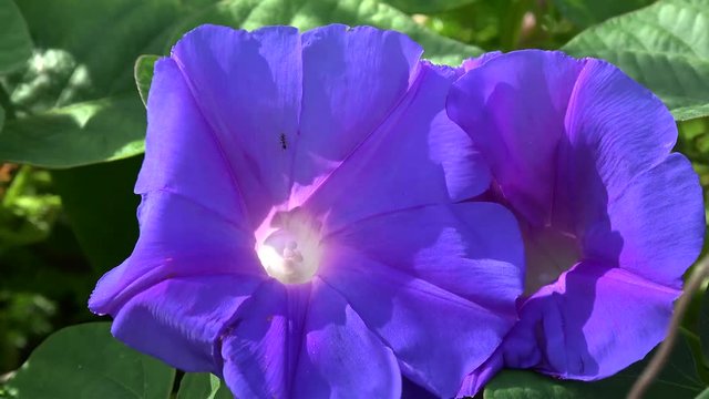 Ant on Morning glory blue flower (Convolvulaceae). Bermuda