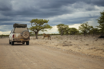 Game drive in Etosha National Park, Namibia