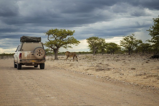 Fototapeta Game drive in Etosha National Park, Namibia