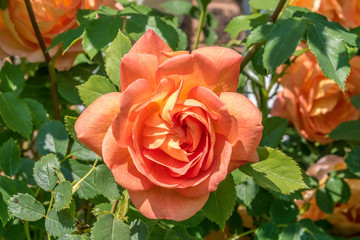Single orange rose