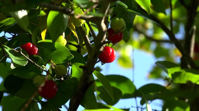 Suriname cherry (Eugenia uniflora) with ripe fruits. Bermuda