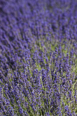 champ de lavandin en fleur