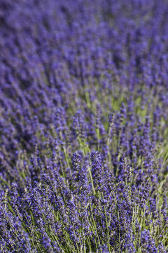Fototapeta champ de lavandin en fleur