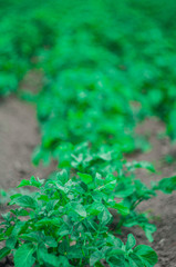 Potato bushes in the garden
