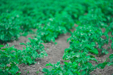Potato bushes in the garden