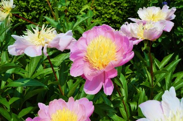 Pink peony flowers with a yellow center