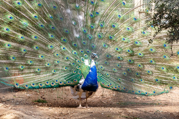 Obraz premium Peacock in Cage