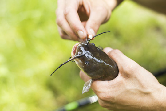 Brown Bullhead On The Hook